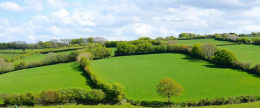 Grüne Felder und Hecken auf sanften Hügeln, ein Baum, blauer Himmel mit Wolken